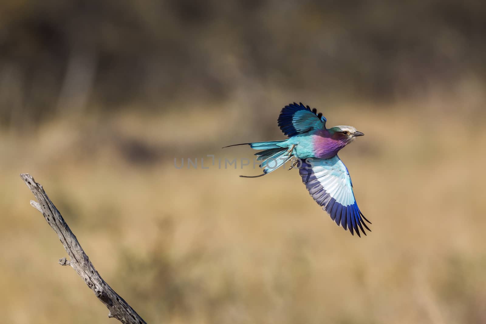 Lilac breasted roller in flight isolated in natural background in Kruger National park, South Africa ; Specie Coracias caudatus family of Coraciidae