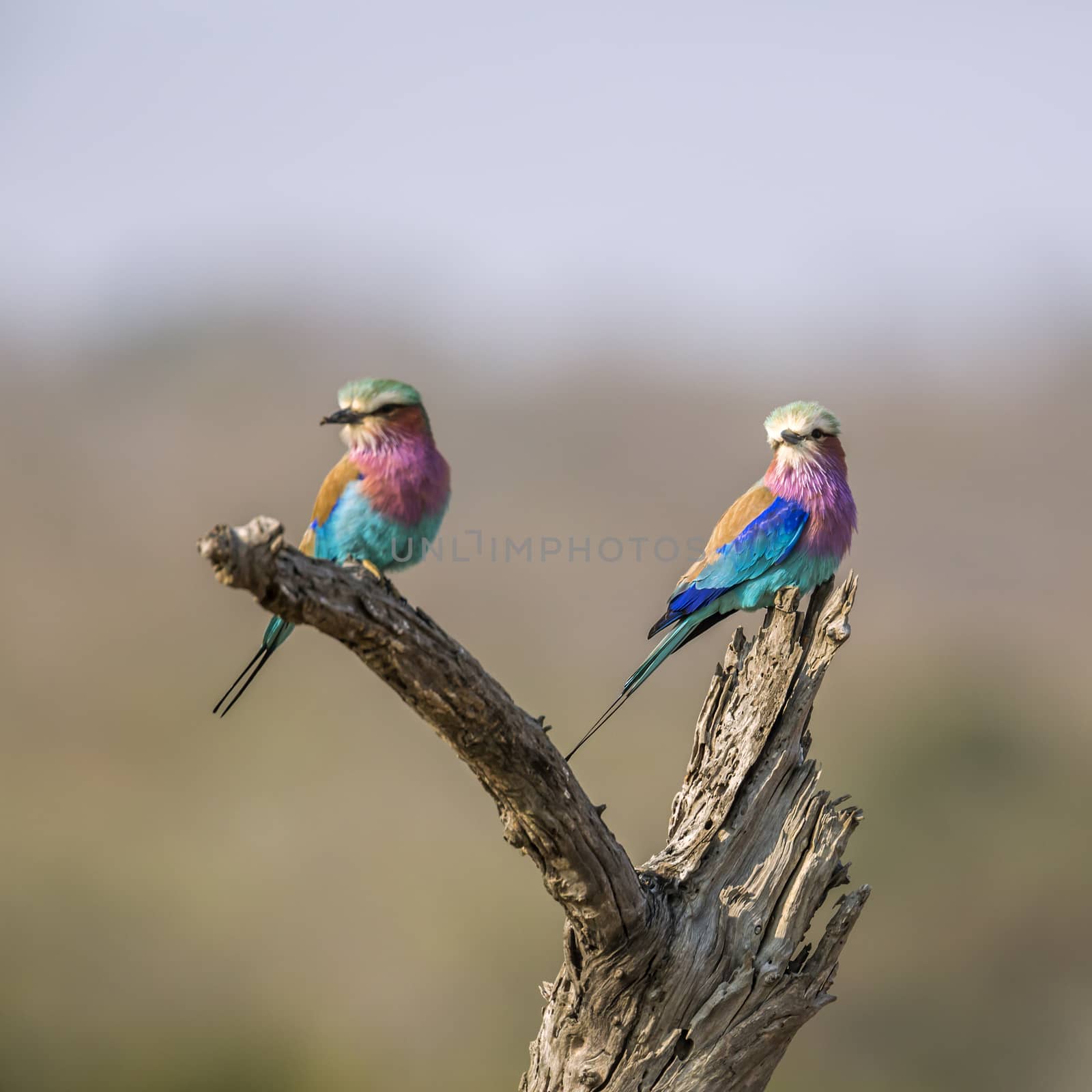 Lilac breasted roller in Kruger National park, South Africa by PACOCOMO