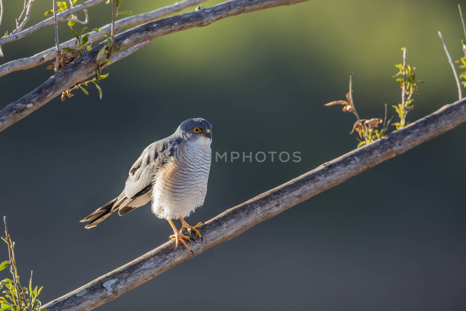 Little Sparrowhawk in Kruger National park, South Africa ; Specie family Accipiter minullus of Accipitridae
