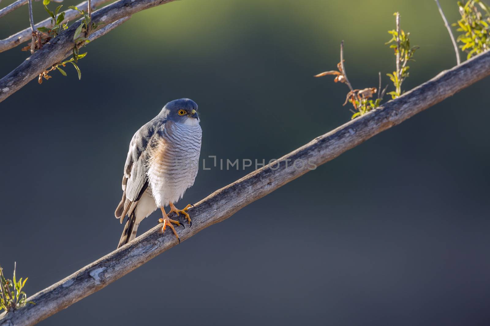 Little Sparrowhawk in Kruger National park, South Africa ; Specie family Accipiter minullus of Accipitridae