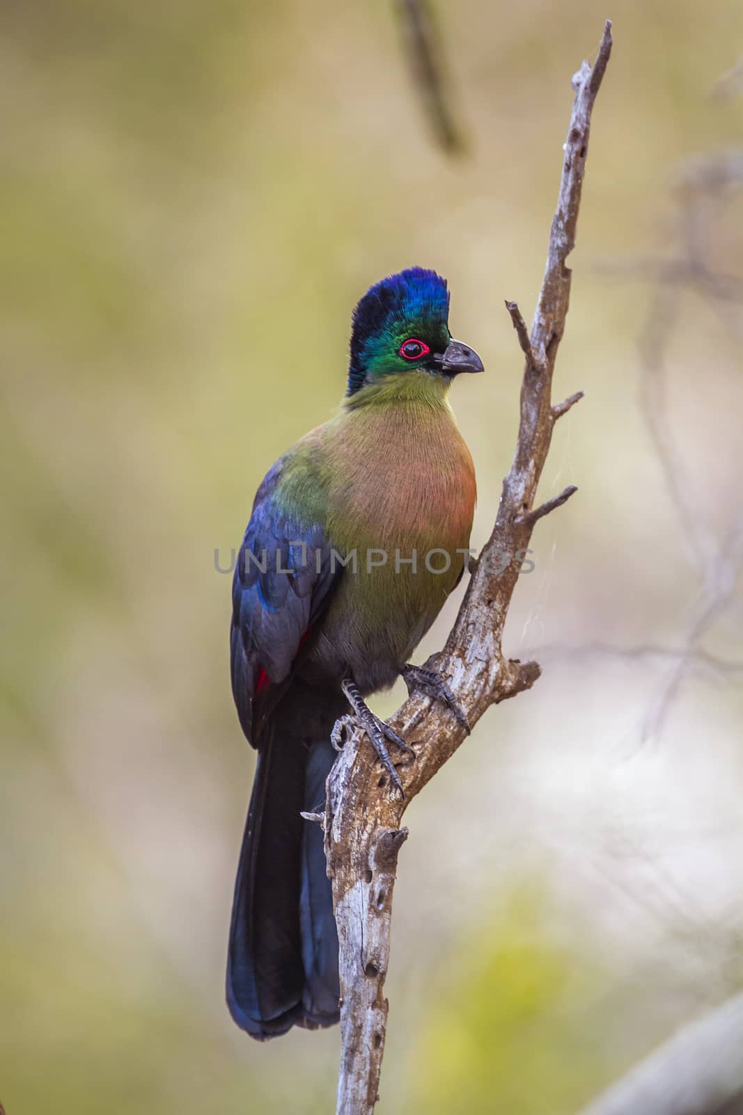 Purple crested Turaco isolated in natural background in Kruger National park, South Africa ; Specie Gallirex porphyreolophus family of Musophagidae