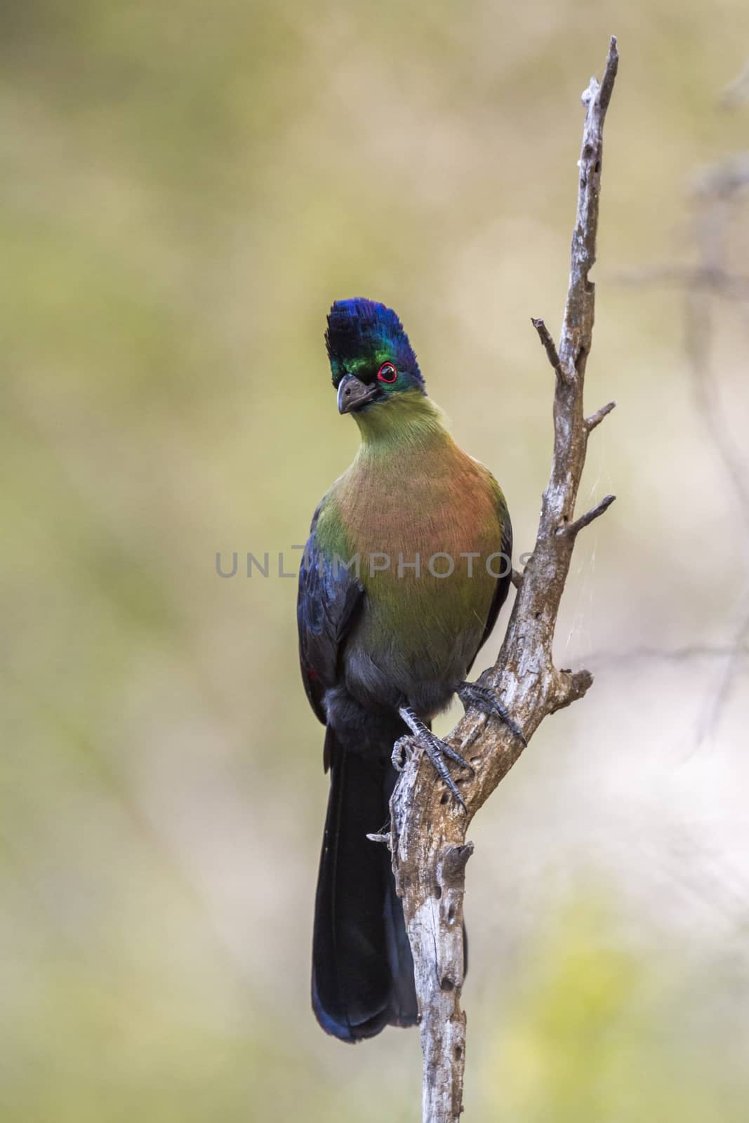 Purple crested Turaco isolated in natural background in Kruger National park, South Africa ; Specie Gallirex porphyreolophus family of Musophagidae