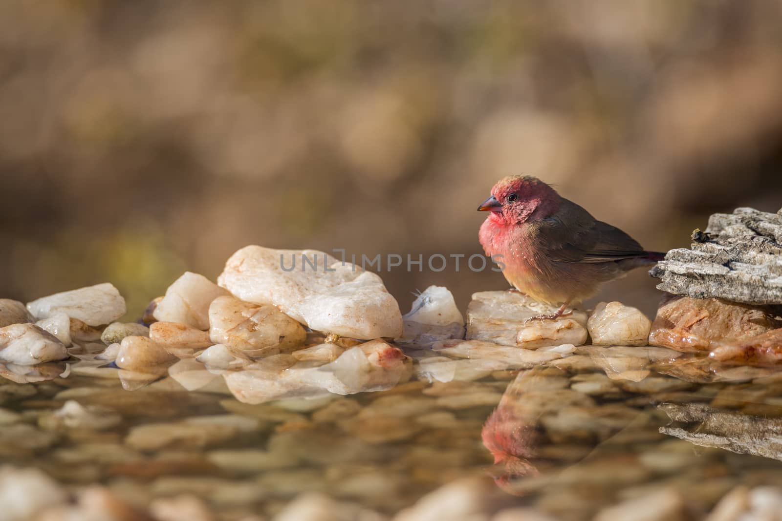 Red-billed Firefinch in Kruger National park, South Africa ; Specie family Lagonosticta senegala of Estrildidae