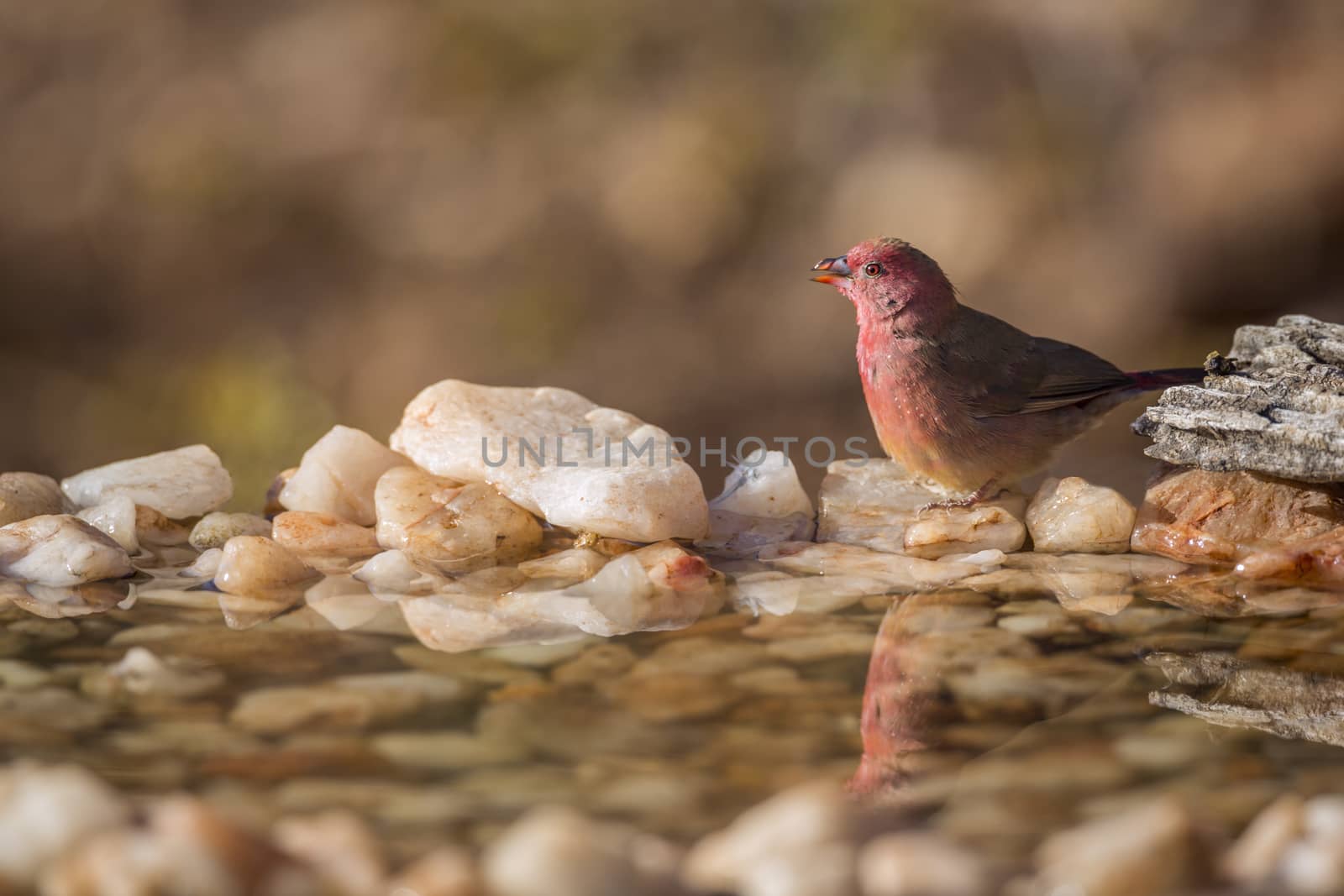 Red-billed Firefinch in Kruger National park, South Africa ; Specie family Lagonosticta senegala of Estrildidae