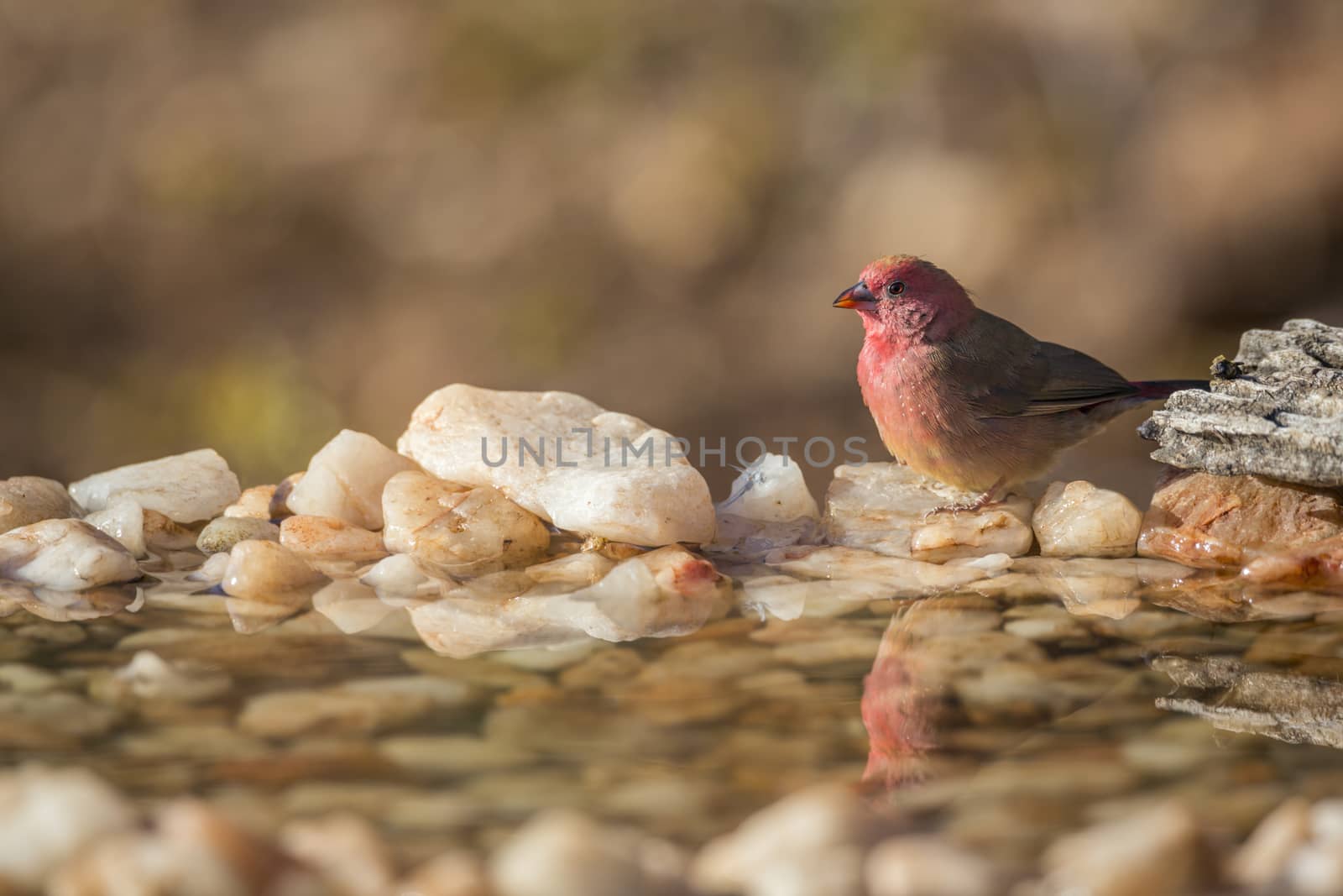 Red-billed Firefinch in Kruger National park, South Africa ; Specie family Lagonosticta senegala of Estrildidae