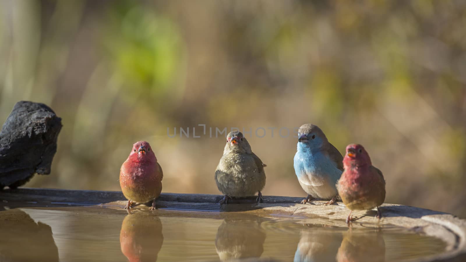 Red-billed Firefinch and Blue-breasted Cordonbleu in water pond in Kruger National park, South Africa ; Specie family Lagonosticta senegala and Uraeginthus angolensis of Estrildidae