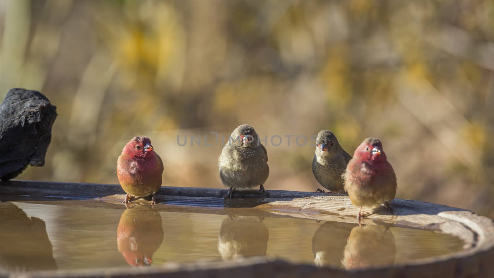 Two couple of Red-billed Firefinch at water pond in Kruger National park, South Africa ; Specie family Lagonosticta senegala of Estrildidae