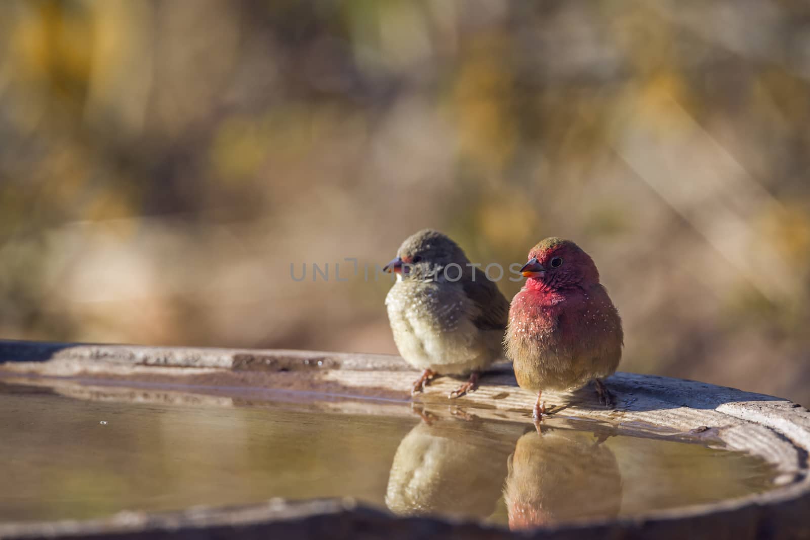 Red-billed Firefinch in Kruger National park, South Africa ; Specie family Lagonosticta senegala of Estrildidae