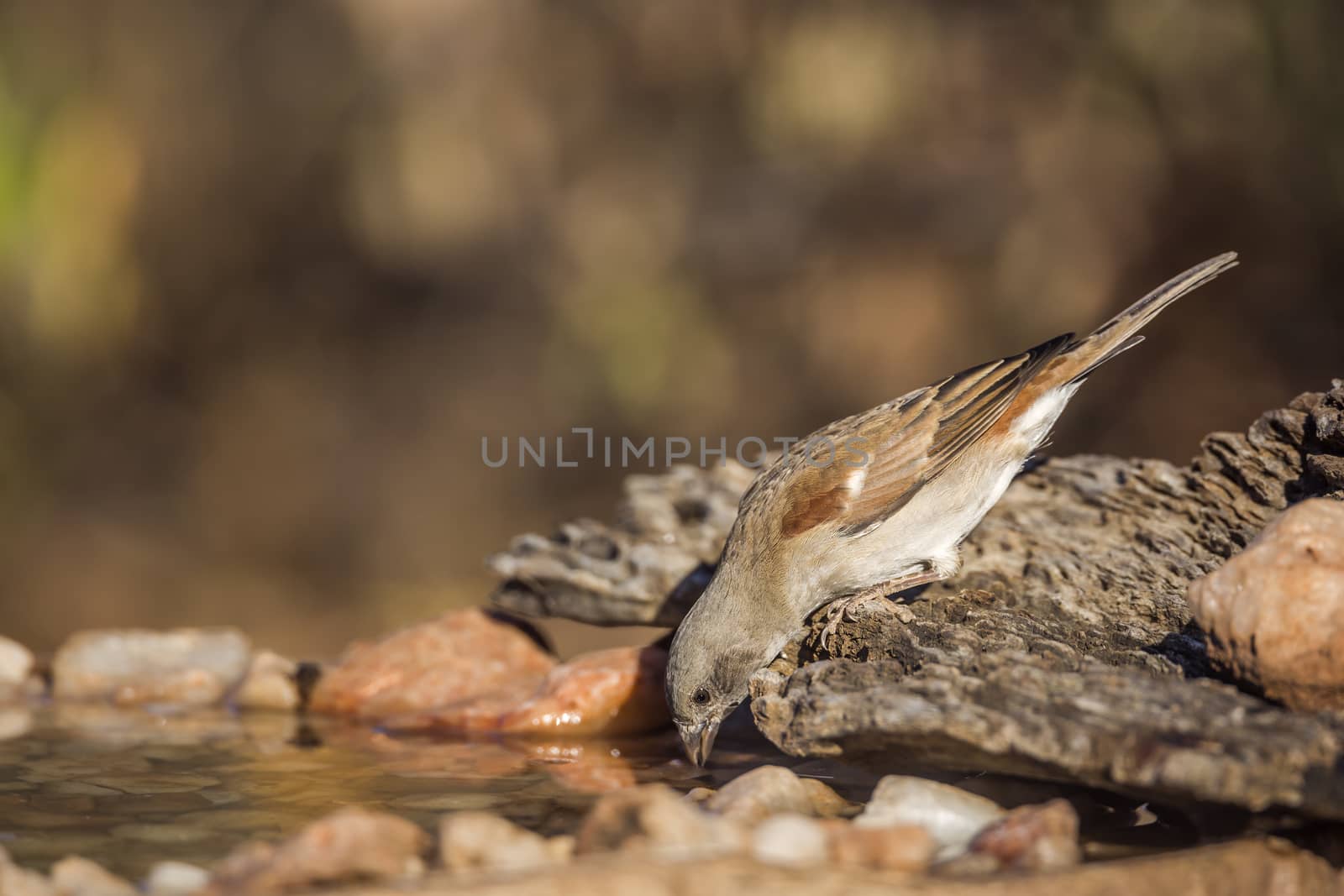 Southern Grey-headed Sparrow drinking at water pond in Kruger National park, South Africa ; Specie family Passer diffusus of Passeridae