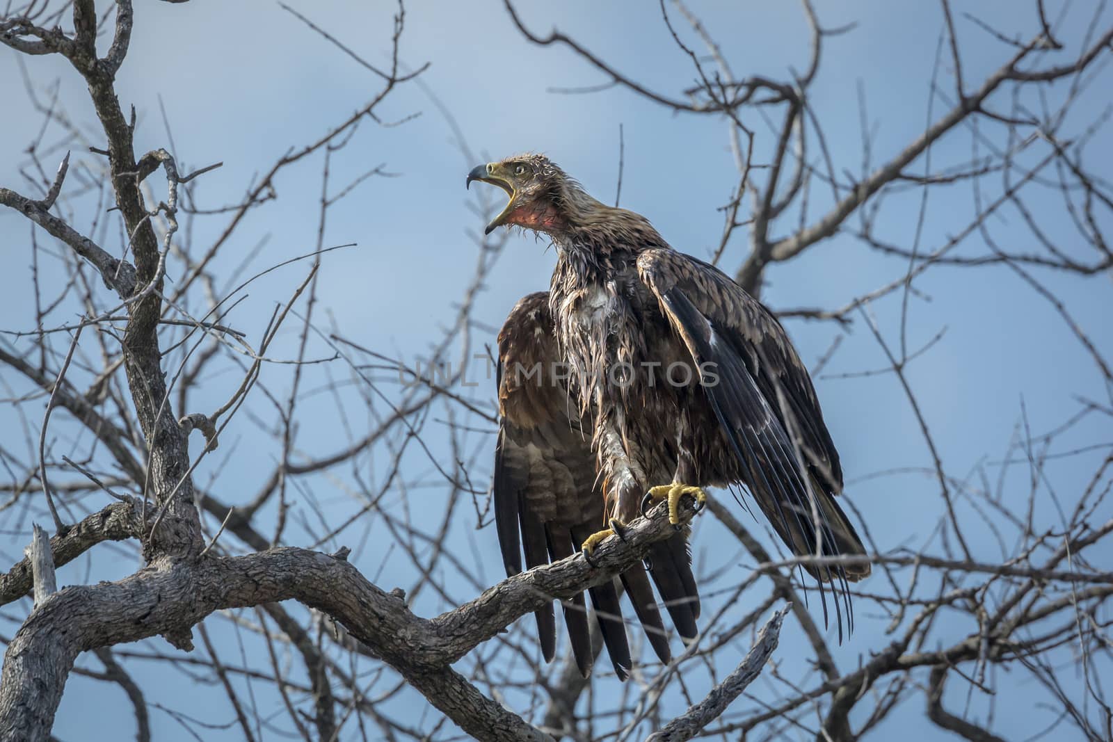 Tawny Eagle calling after bath in Kruger National park, South Africa ; Specie Aquila rapax family of Accipitridae
