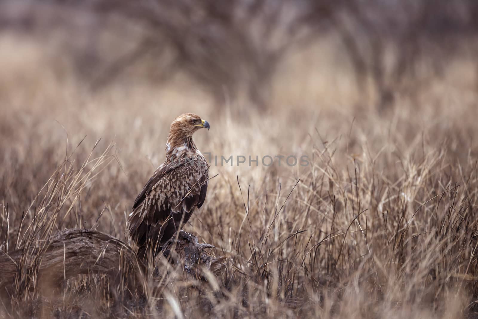 Wahlberg's Eagle juvenile standing in savanah in Kruger National park, South Africa ; Specie Hieraaetus wahlbergi family of Accipitridae