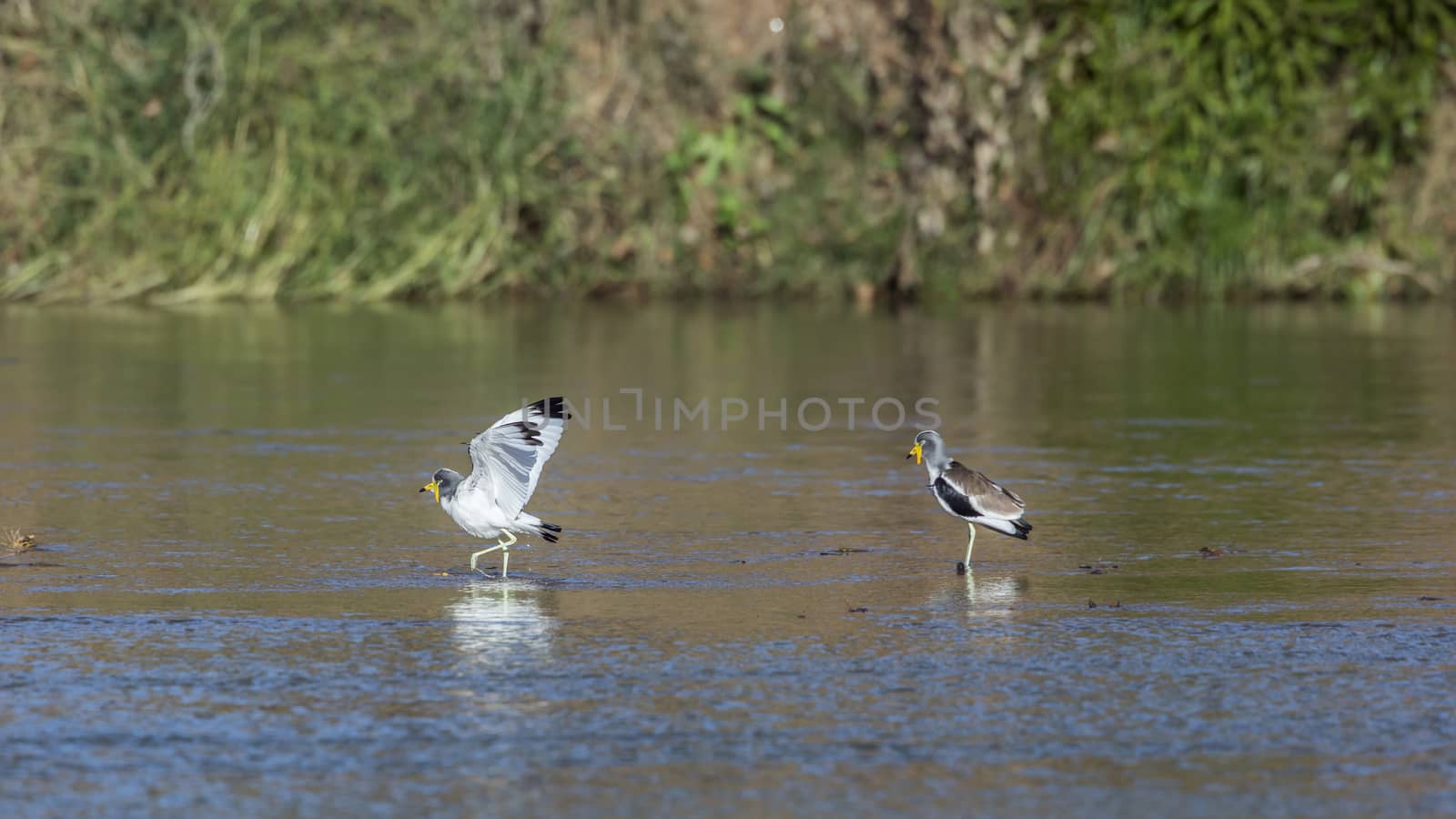 Two White headed Lapwing wading in river in Kruger National park, South Africa ; Specie Vanellus albiceps family of Charadriidae