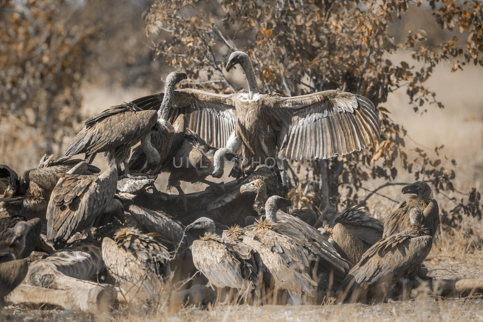 Group of White backed Vultures fighting on giraffe's carcass in Kruger National park, South Africa ; Specie Gyps africanus family of Accipitridae