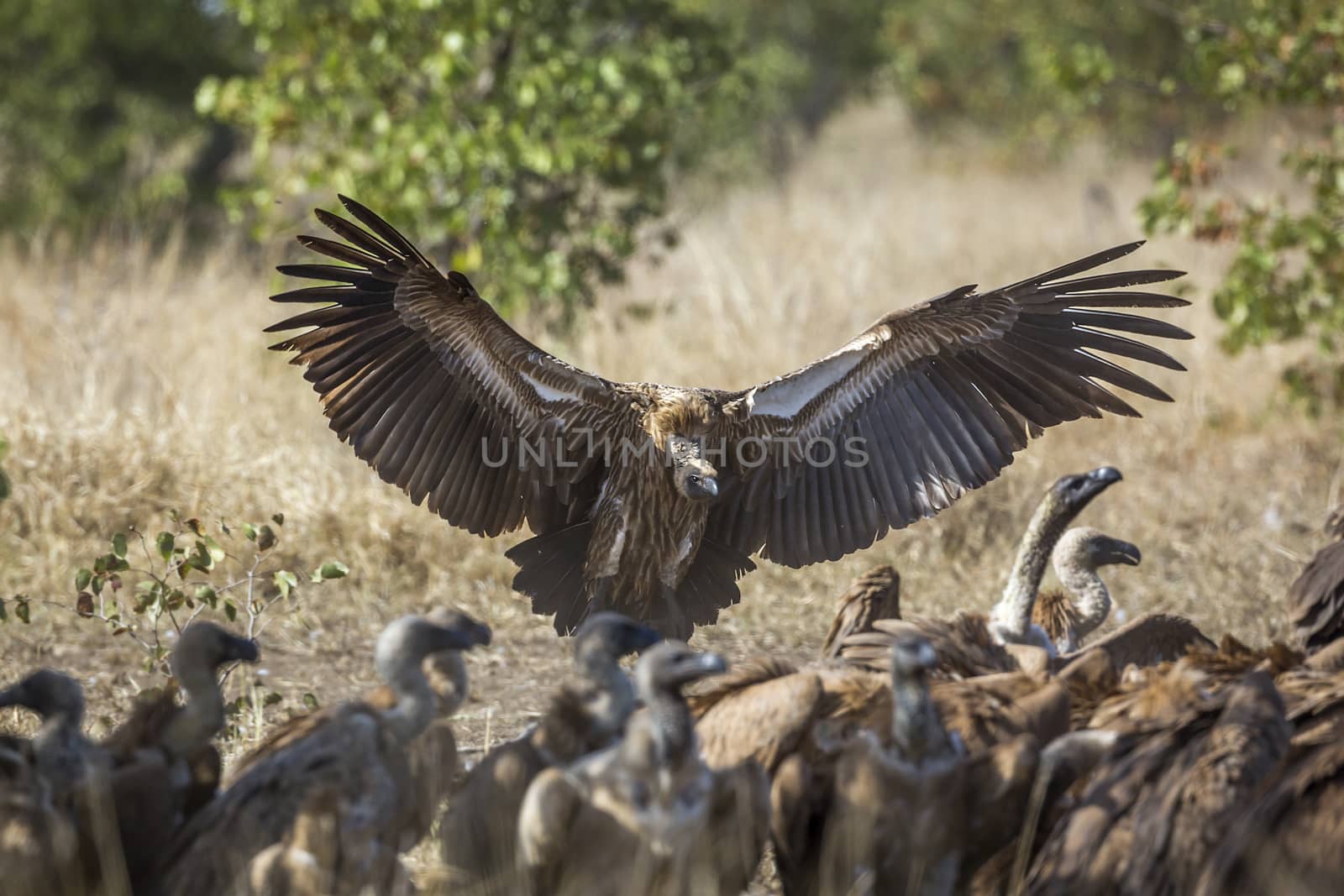 White backed Vulture in Kruger National park, South Africa ; Specie Gyps africanus family of Accipitridae