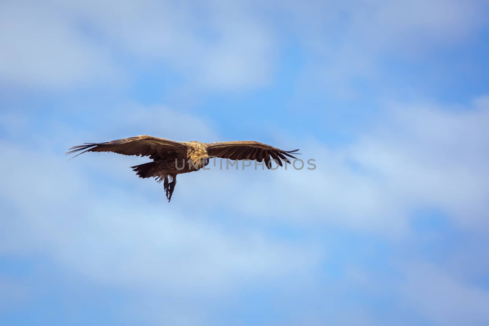 White backed Vulture in flight isolated in blue sky in Kruger National park, South Africa ; Specie Gyps africanus family of Accipitridae