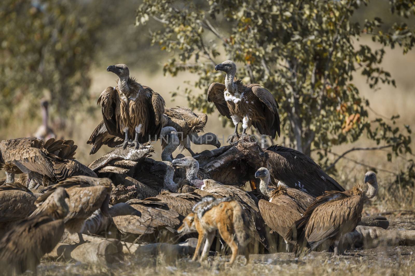 Black backed jackal and white-backed vultures in Kruger National park, South Africa ; Specie Canis mesomelas and Gyps africanus