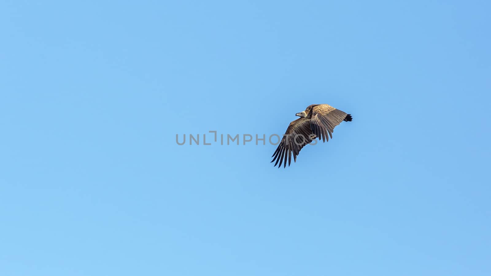 White backed Vulture in flight isolated in blue background in Kruger National park, South Africa ; Specie Gyps africanus family of Accipitridae