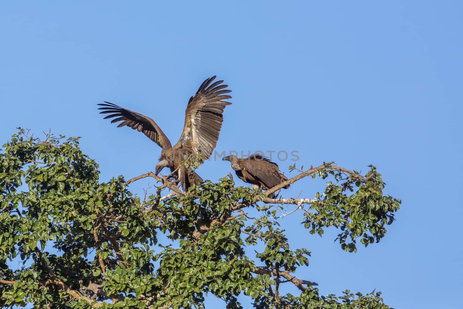 White backed Vulture couple on top of a tree in Kruger National park, South Africa ; Specie Gyps africanus family of Accipitridae