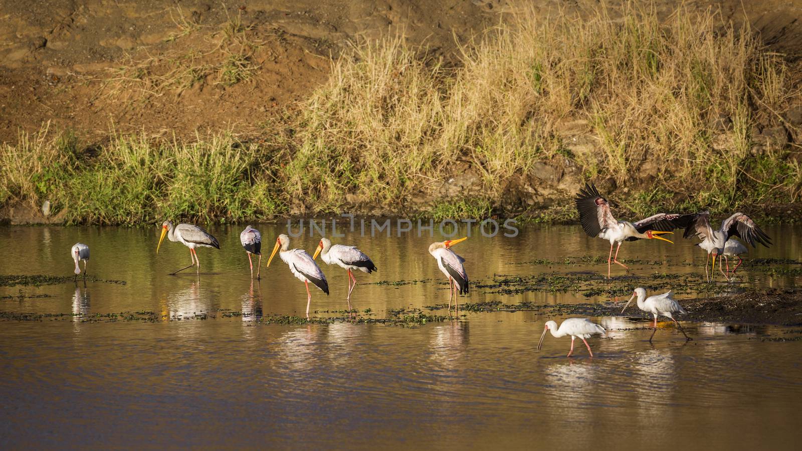 Flock of Yellow-Billed stork and african spoonbill at dawn in Kruger National park, South Africa ; Specie Mycteria ibis and Platalea alba