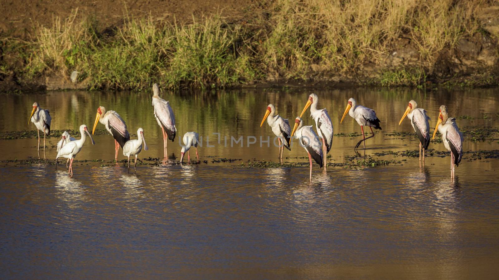 Flock of Yellow-Billed stork and african spoonbill at dawn in Kruger National park, South Africa ; Specie Mycteria ibis and Platalea alba