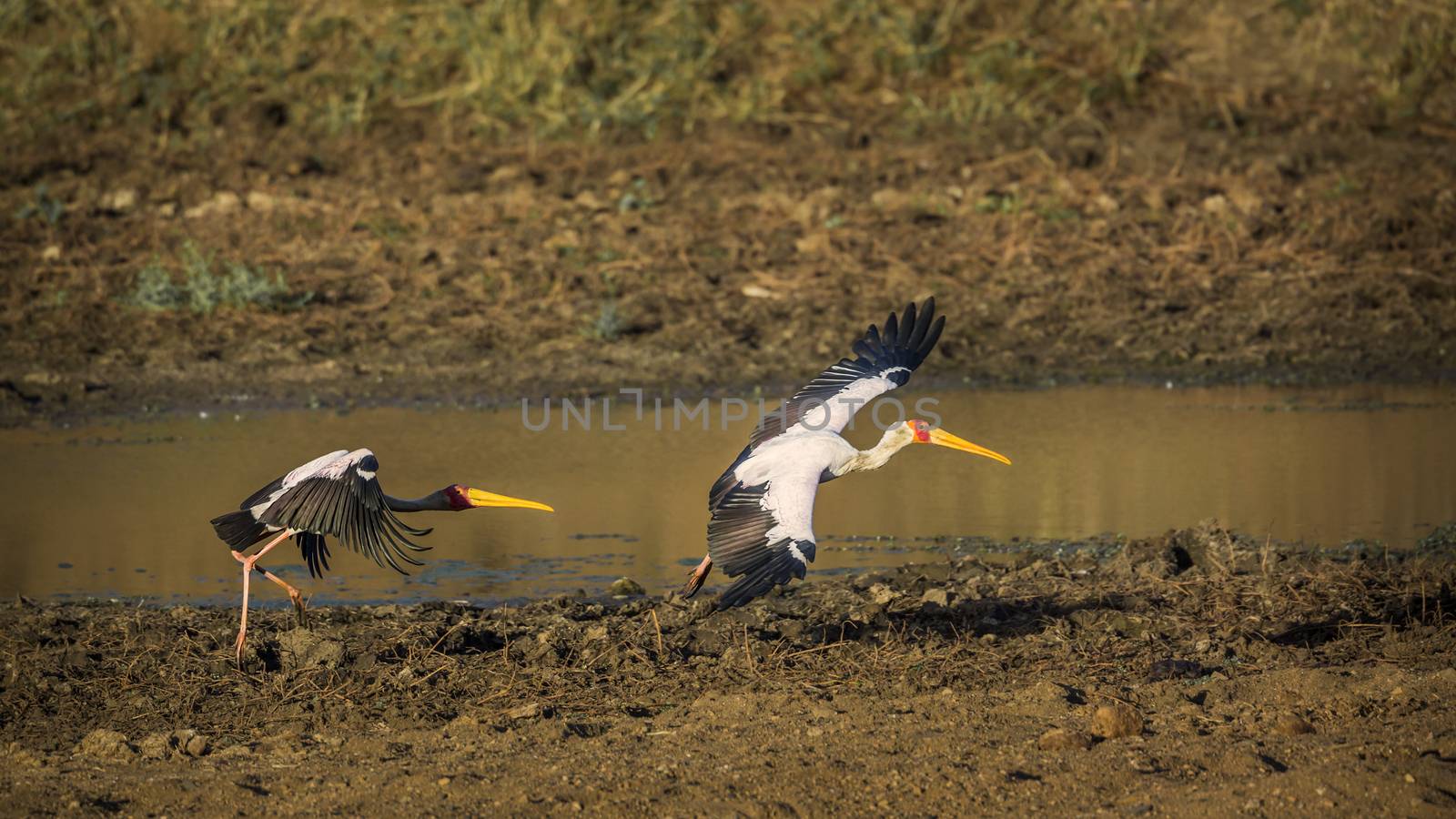 Two Yellow-Billed stork flying at dawn in Kruger National park, South Africa ; Specie Mycteria ibis family of Ciconiidae