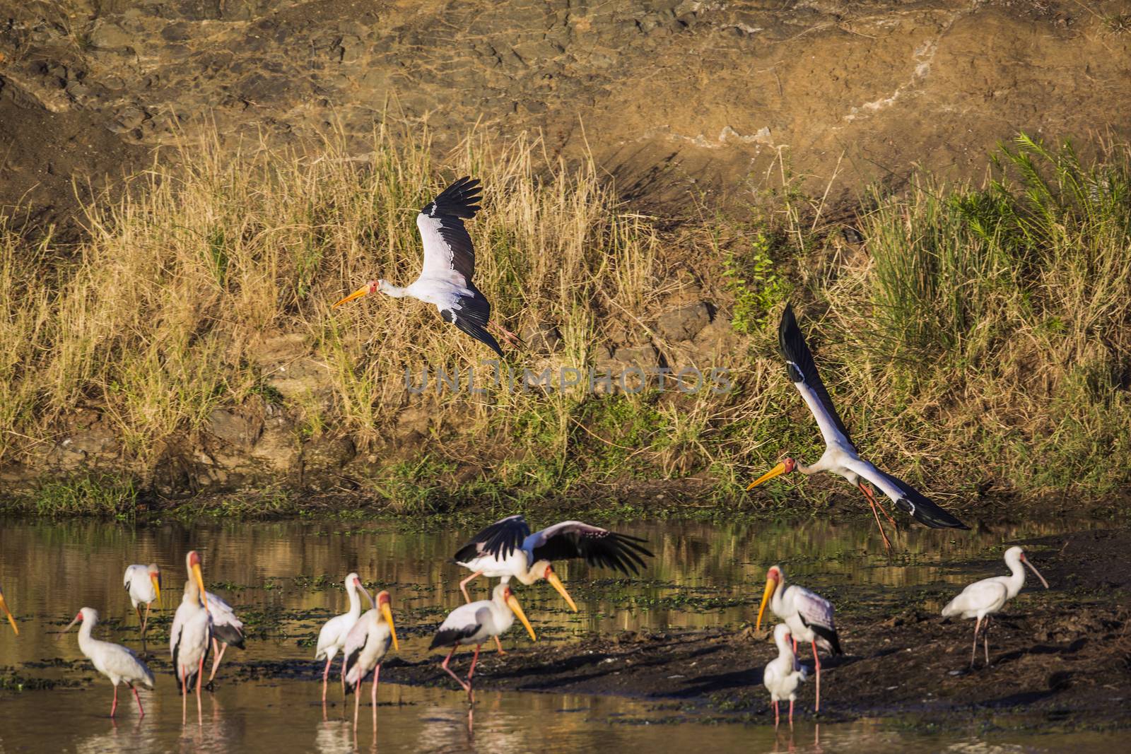 Flock of Yellow-Billed stork and african spoonbill at dawn in Kruger National park, South Africa ; Specie Mycteria ibis and Platalea alba