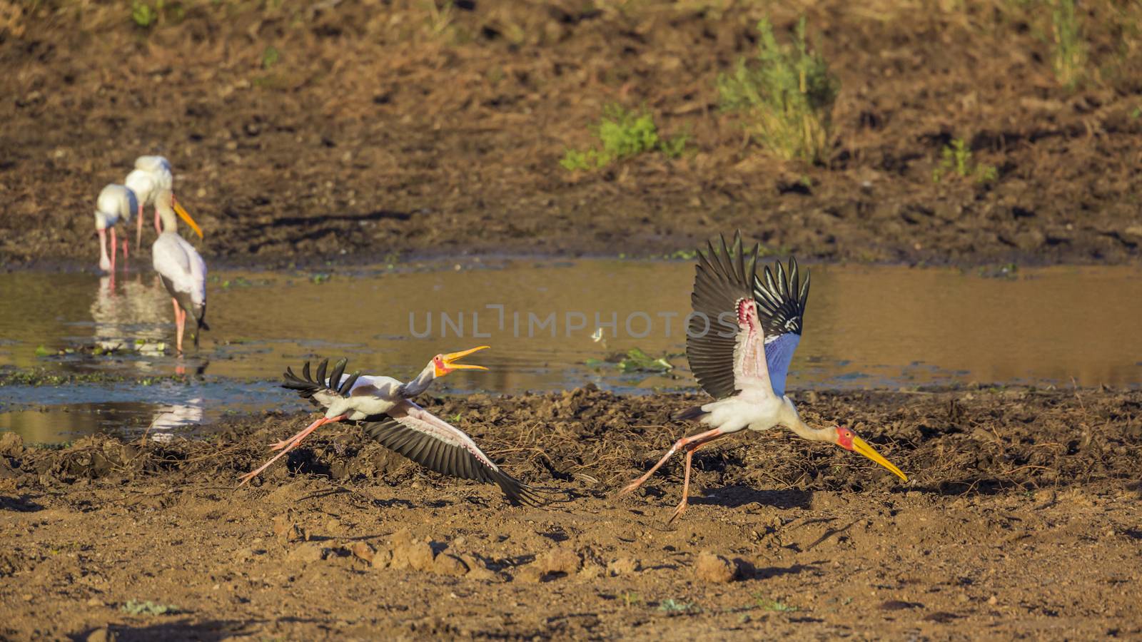 Two Yellow-Billed stork flying at dawn in Kruger National park, South Africa ; Specie Mycteria ibis family of Ciconiidae