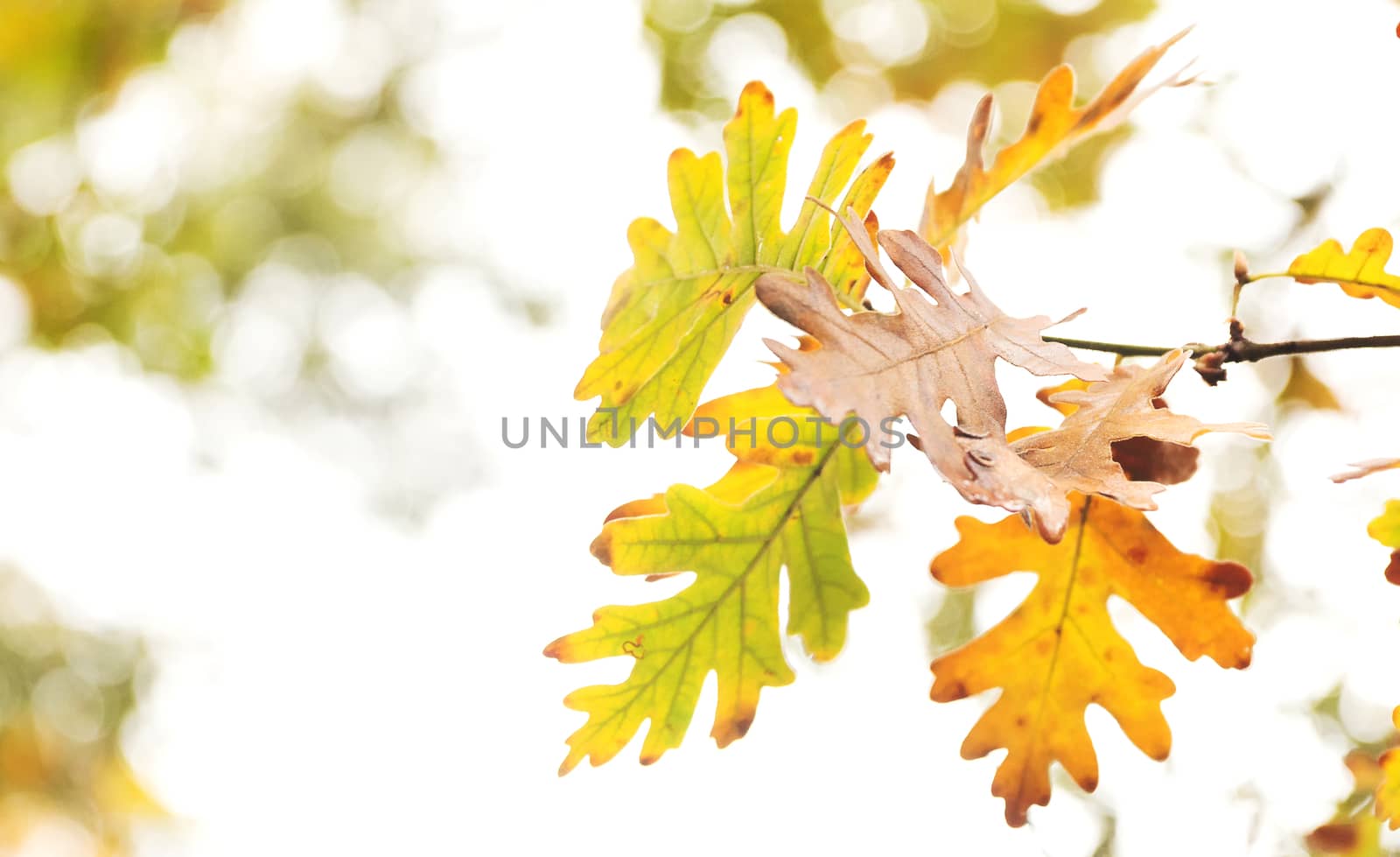 Autumnal detail of green, brown and yellow oak leaves on a blurred background. Copy space.