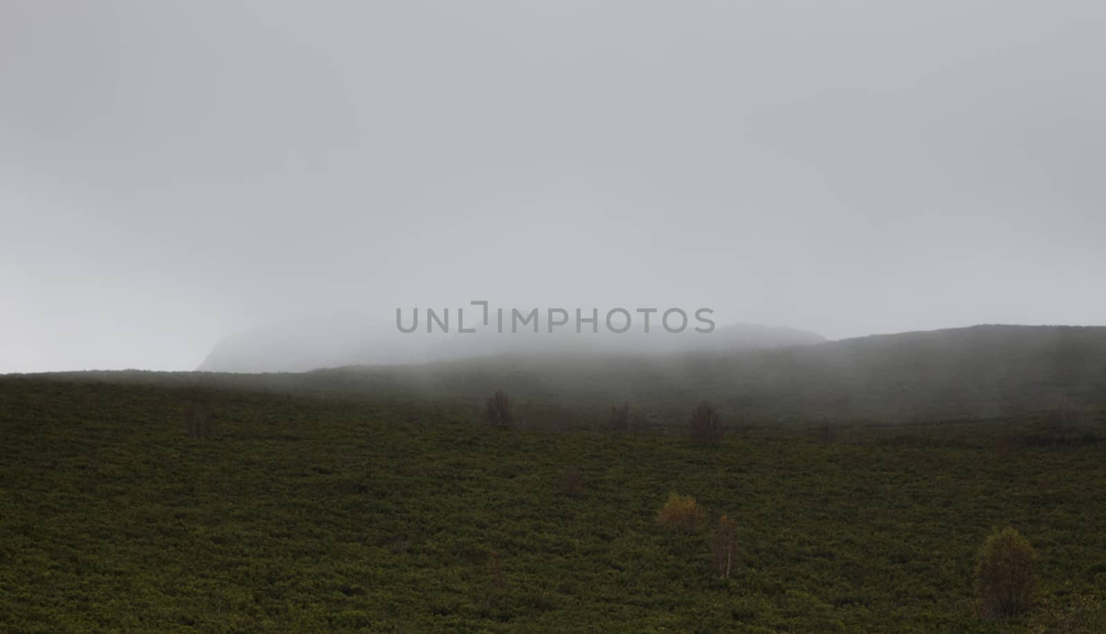 Foggy hill with some trees in the foreground
