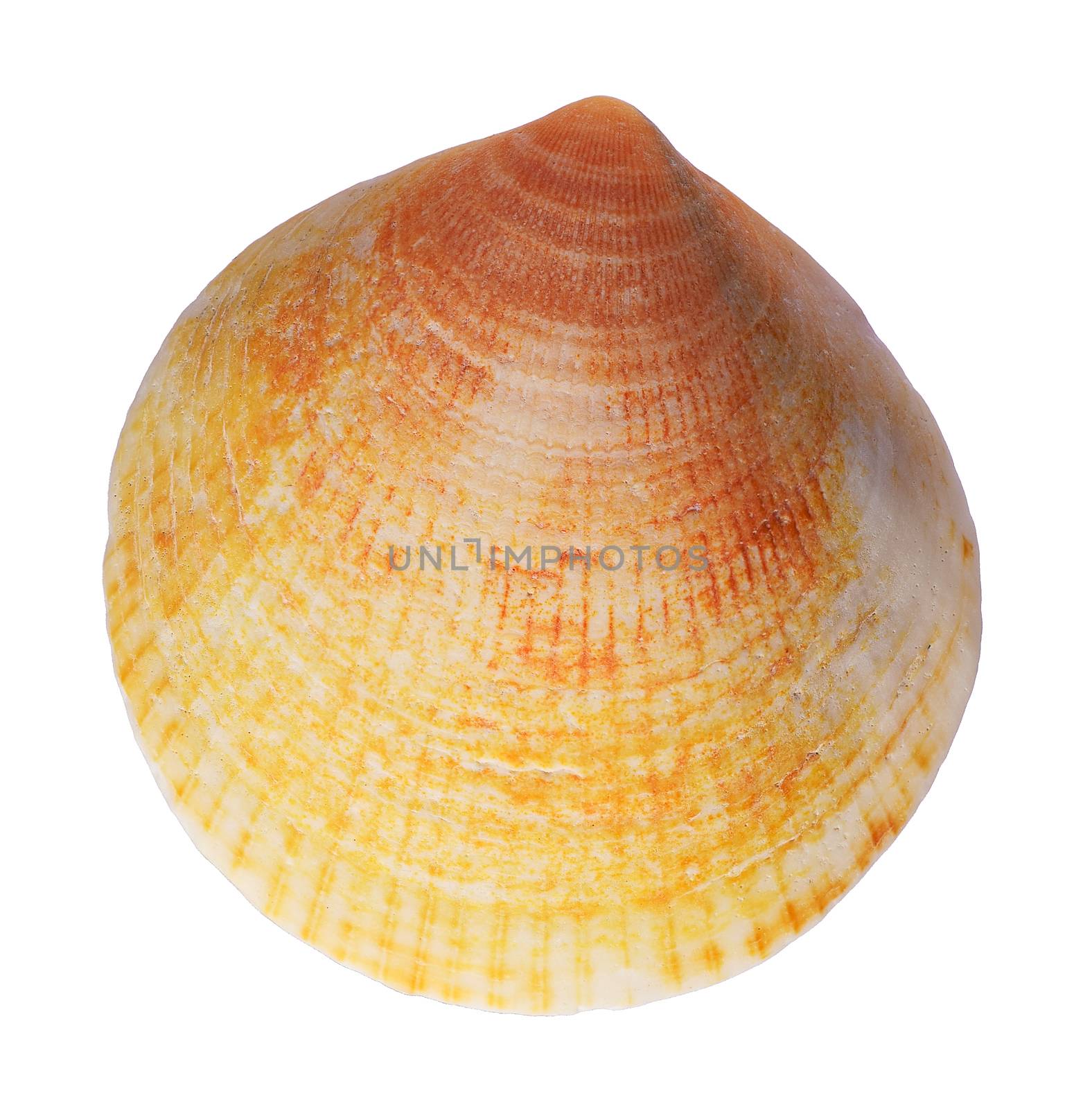shell. sea mollusk