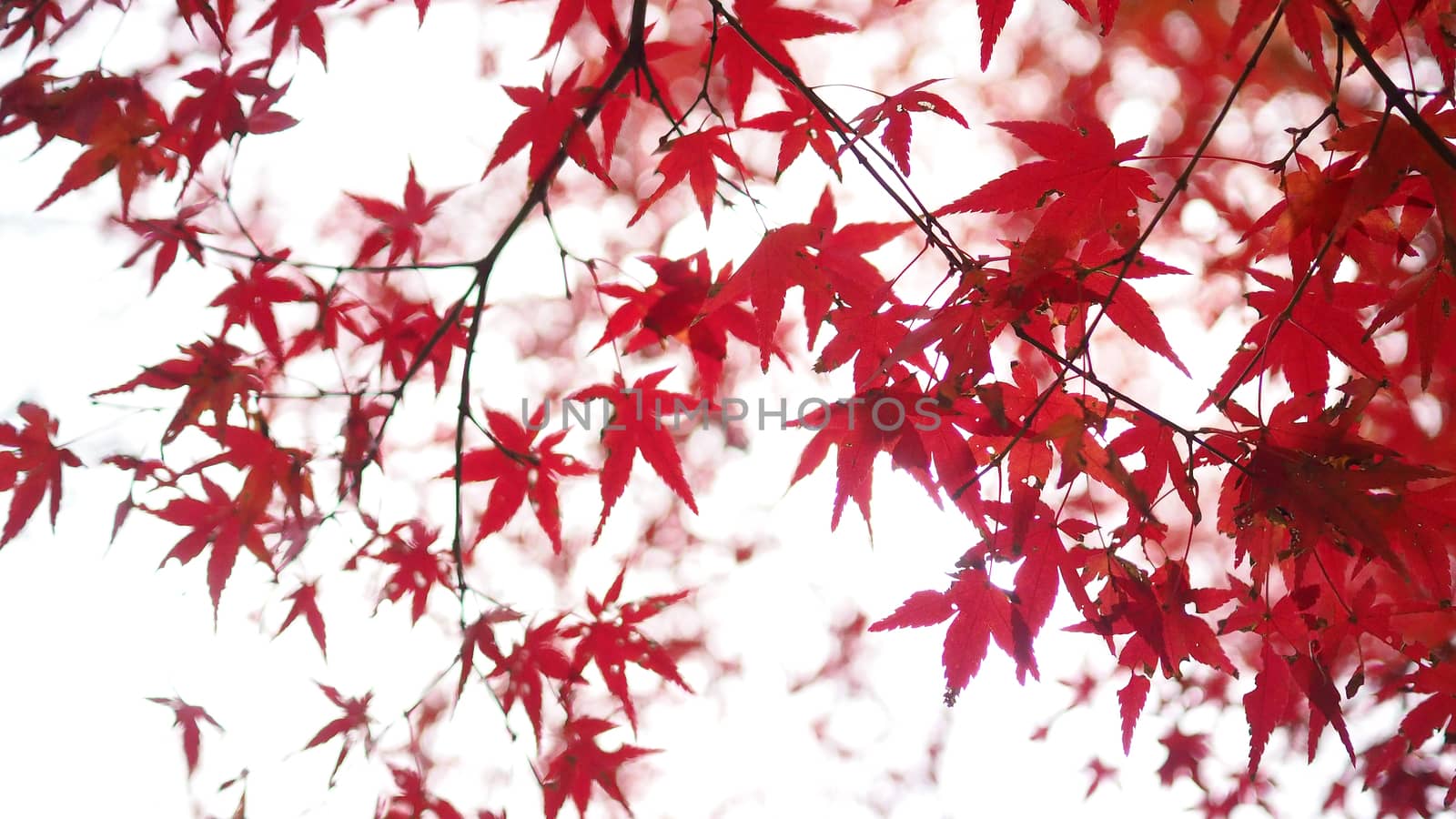 Red color maple leaf and blur white light bokeh on sky for background.