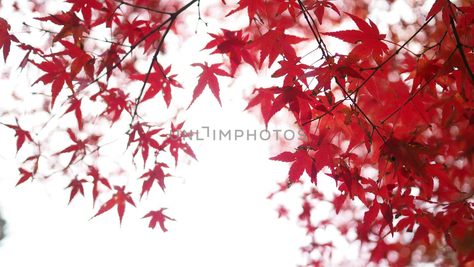 Red color maple leaf and blur white light bokeh. by gnepphoto