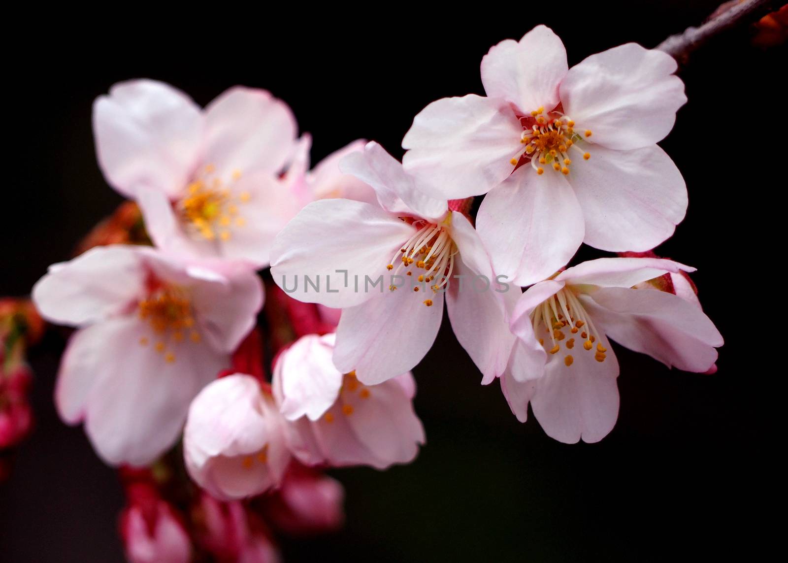 Real pink sakura flowers or cherry blossom close-up and from Naka-Meguro Tokyo Japan.