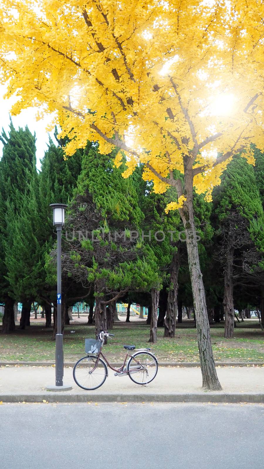 Yellow leaf tree in autumn and little old bicycle. by gnepphoto
