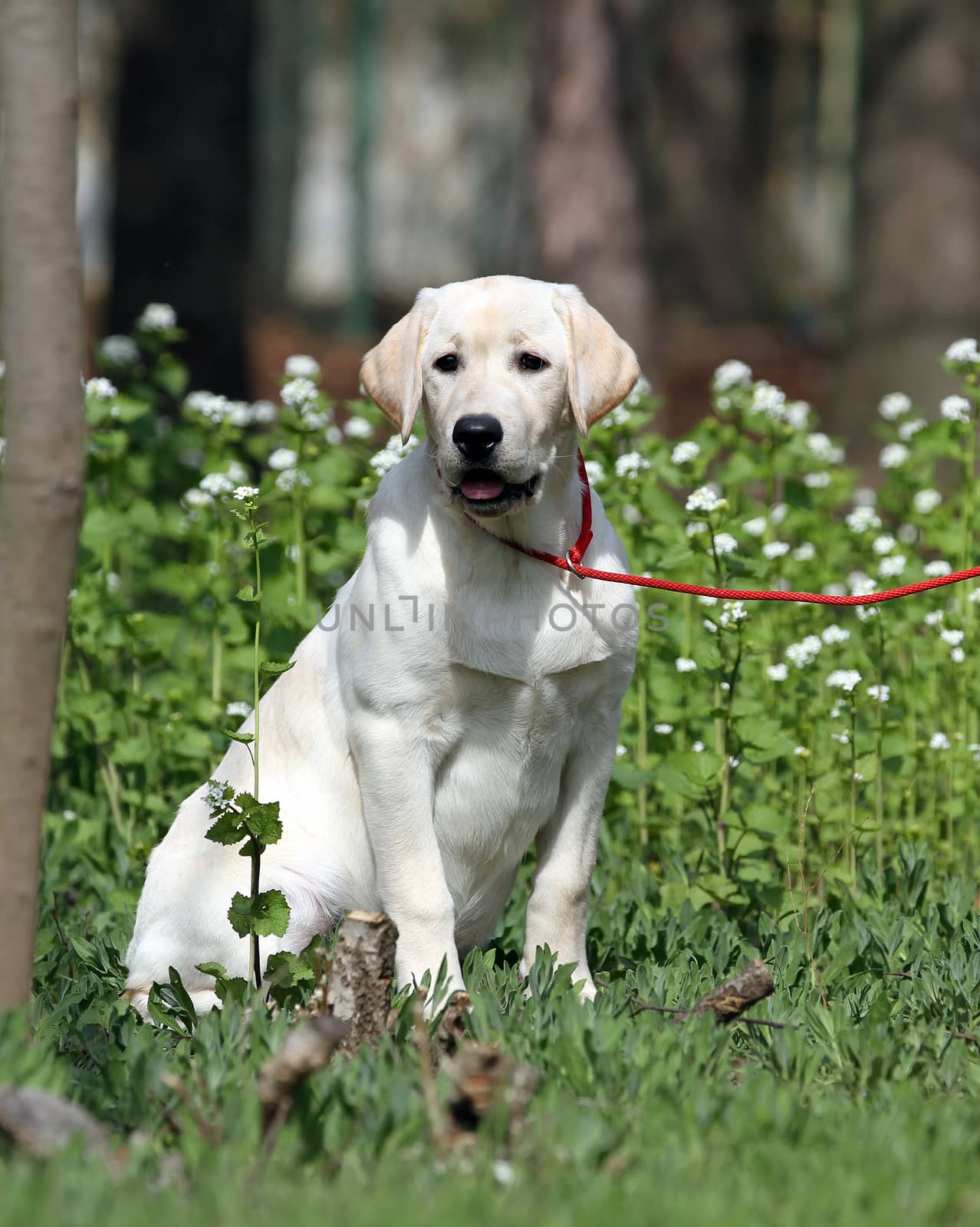 yellow labrador playing in the park