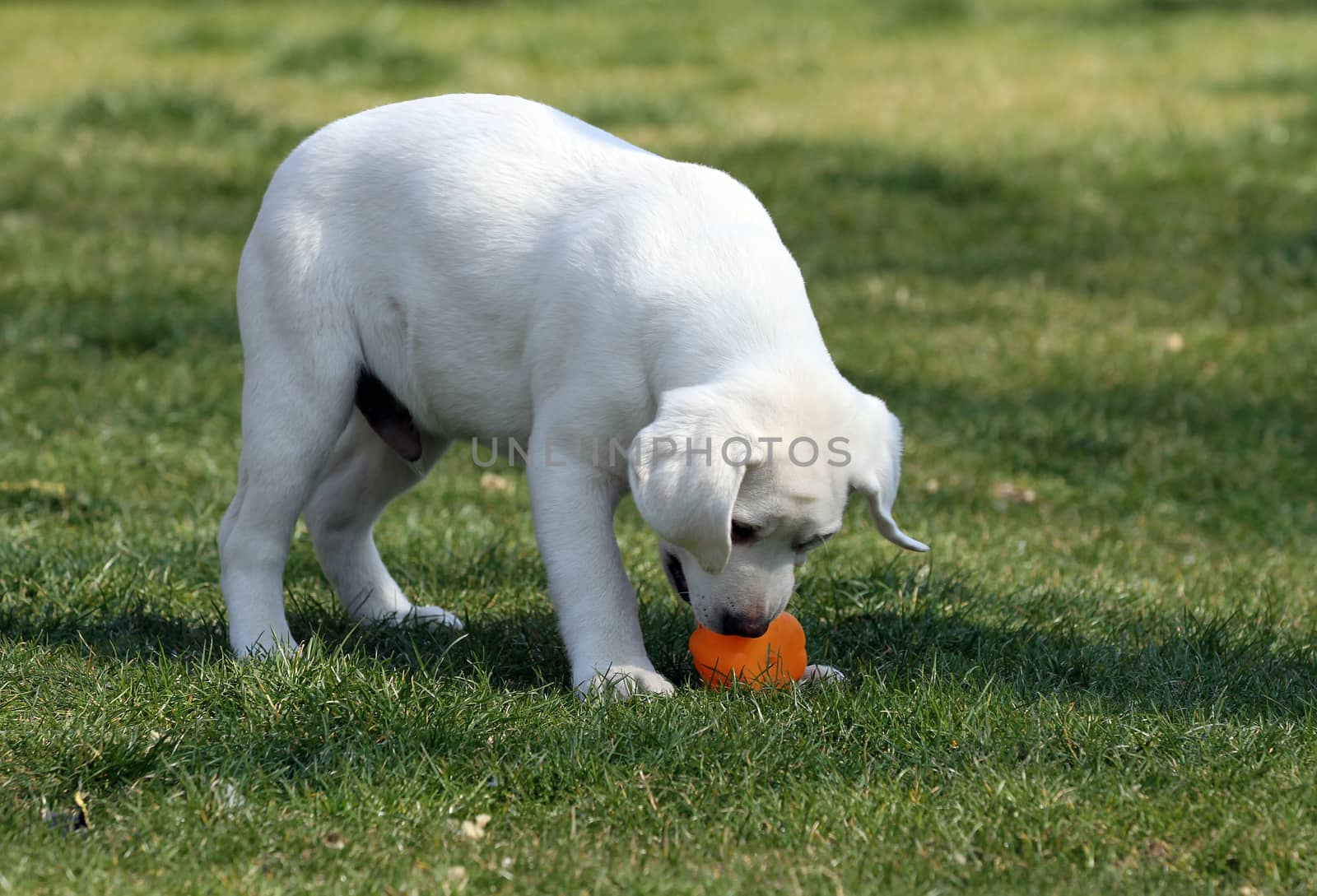 nice yellow labrador playing in the park