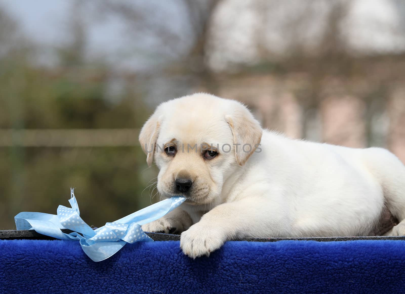 sweet yellow labrador playing in the park