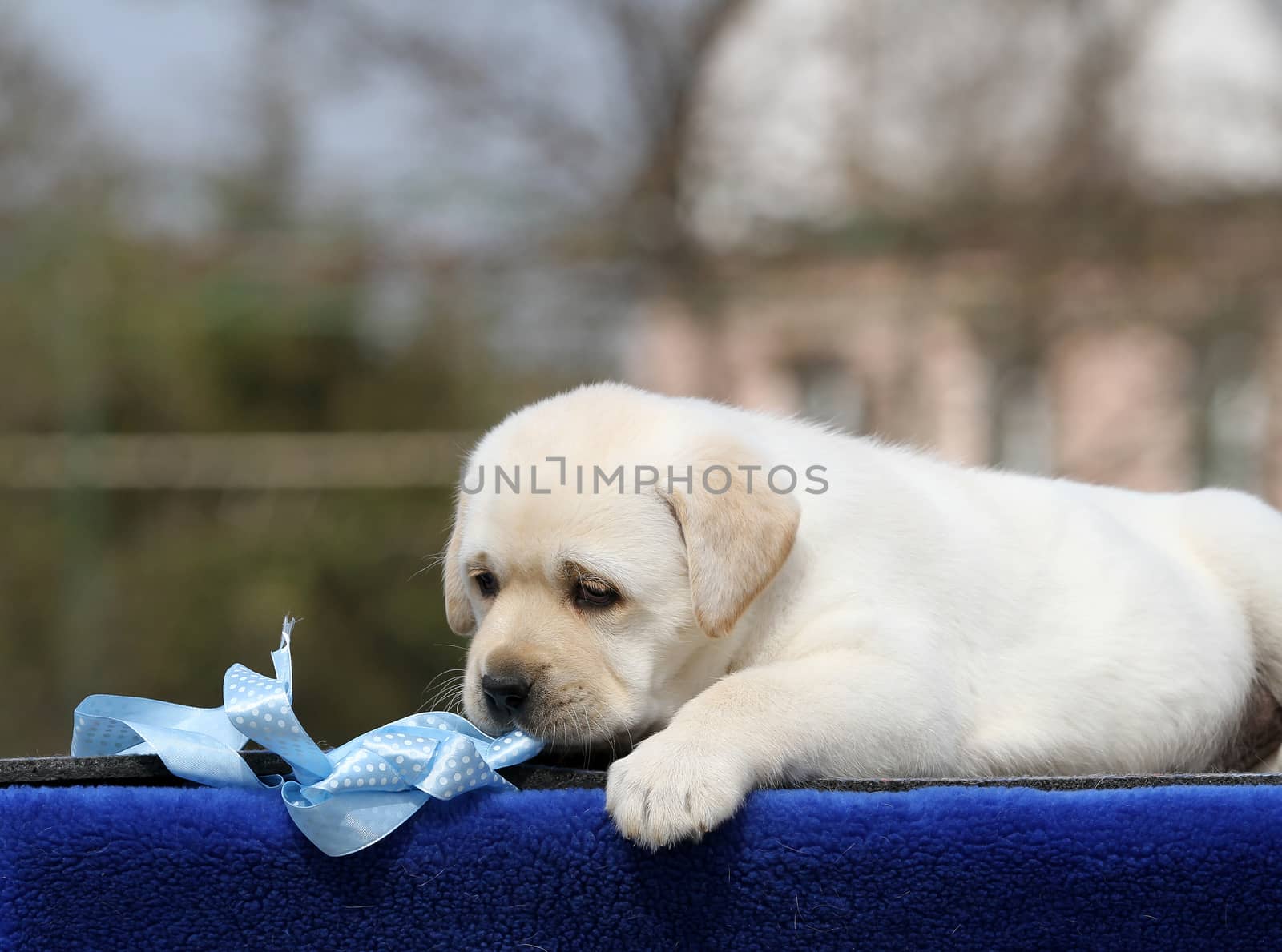 a sweet yellow labrador playing in the park