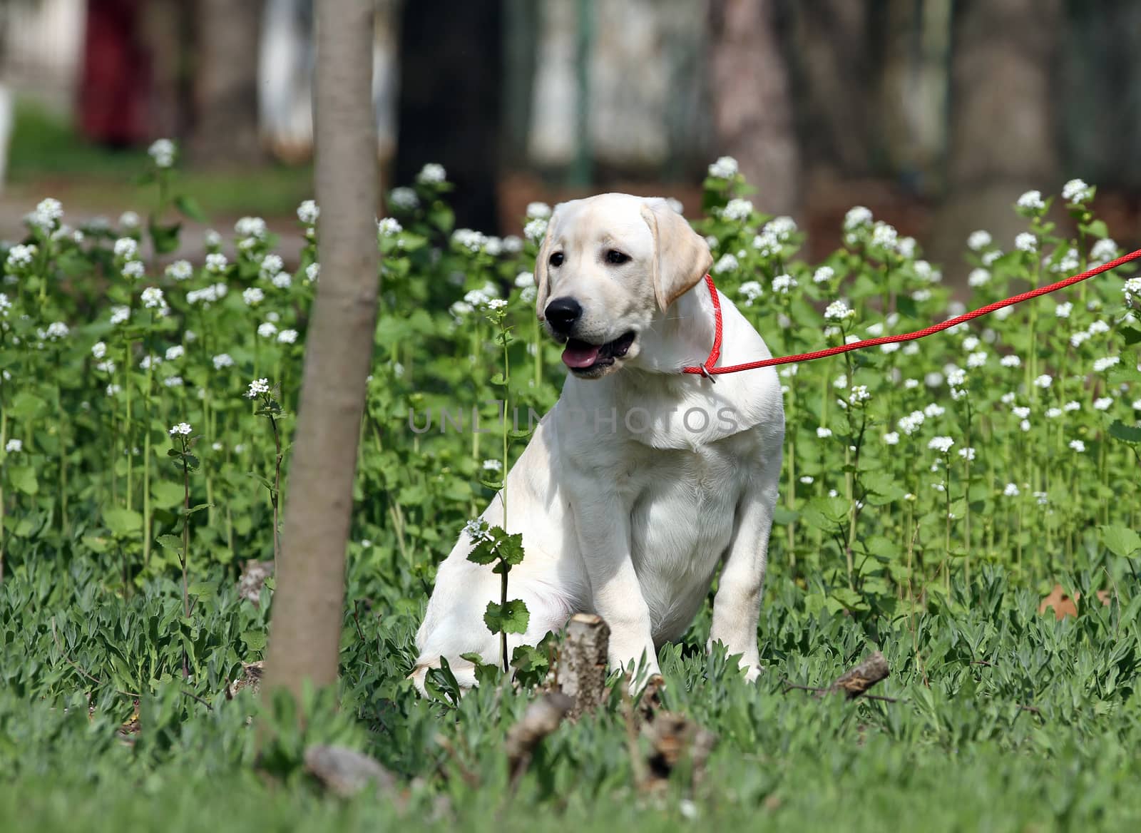 a yellow labrador playing in the park