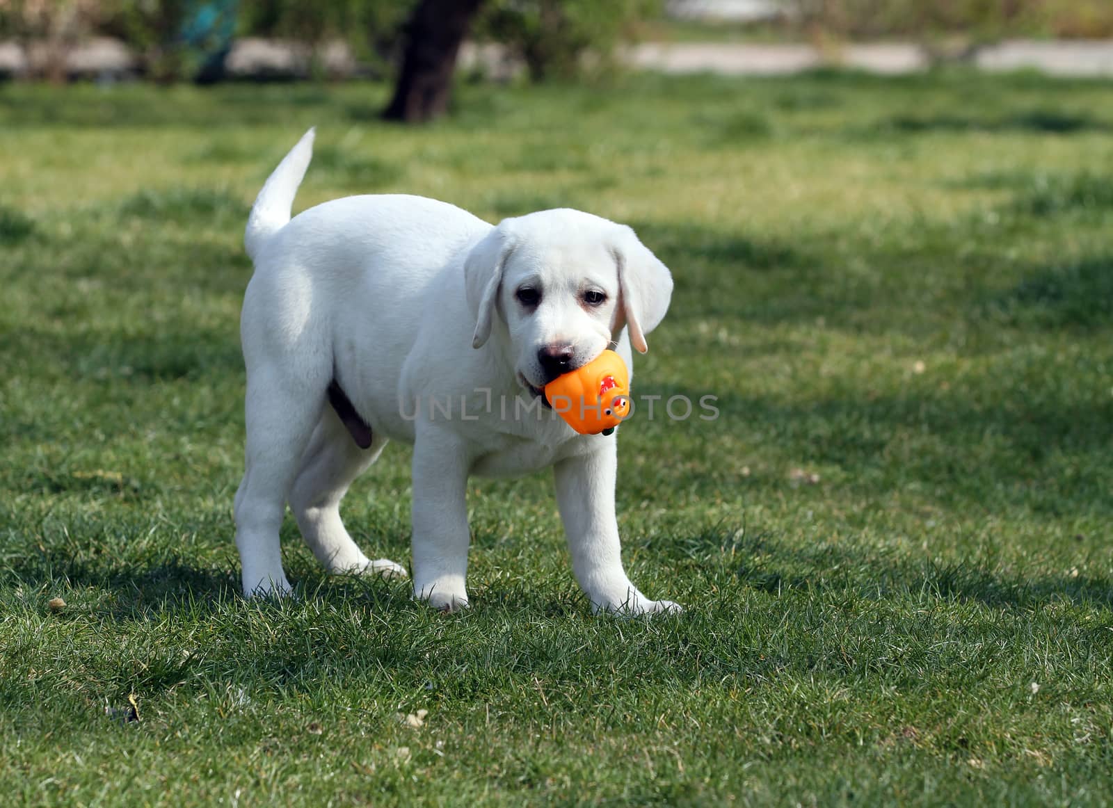 the nice yellow labrador playing in the park