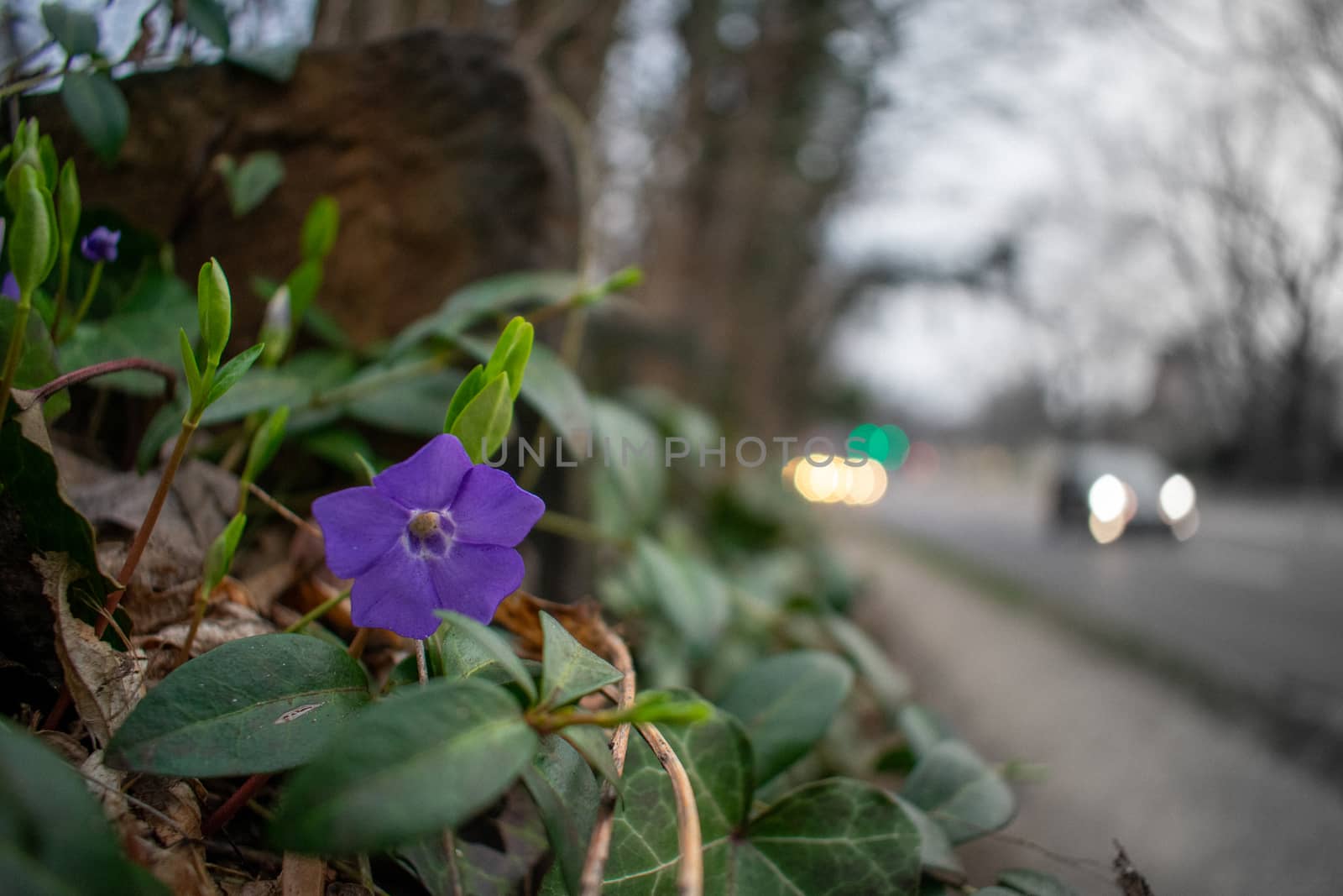 A Small Purple Flower on a Busy Suburban Street With Cars in the Background