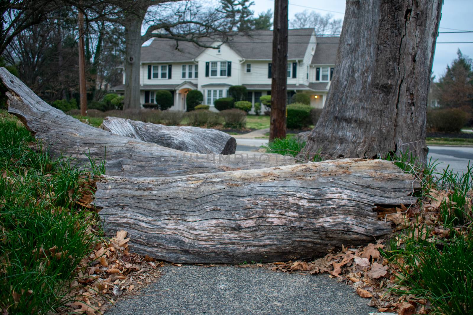 A Gray Tree Fallen Over the Sidewalk Blocking the Path