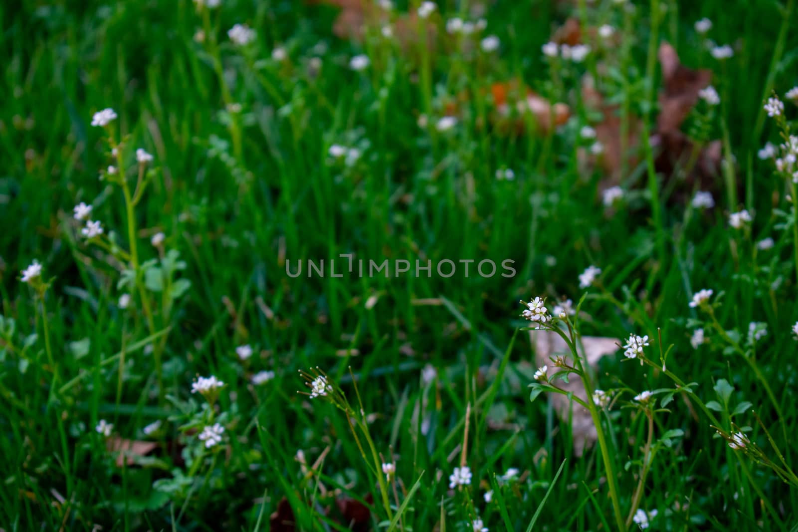 Small White Flowers in a Patch of Green Grass