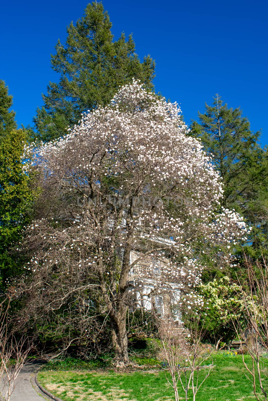 A Tree on a Suburban Front Yard With Blooming White Flowers by bju12290