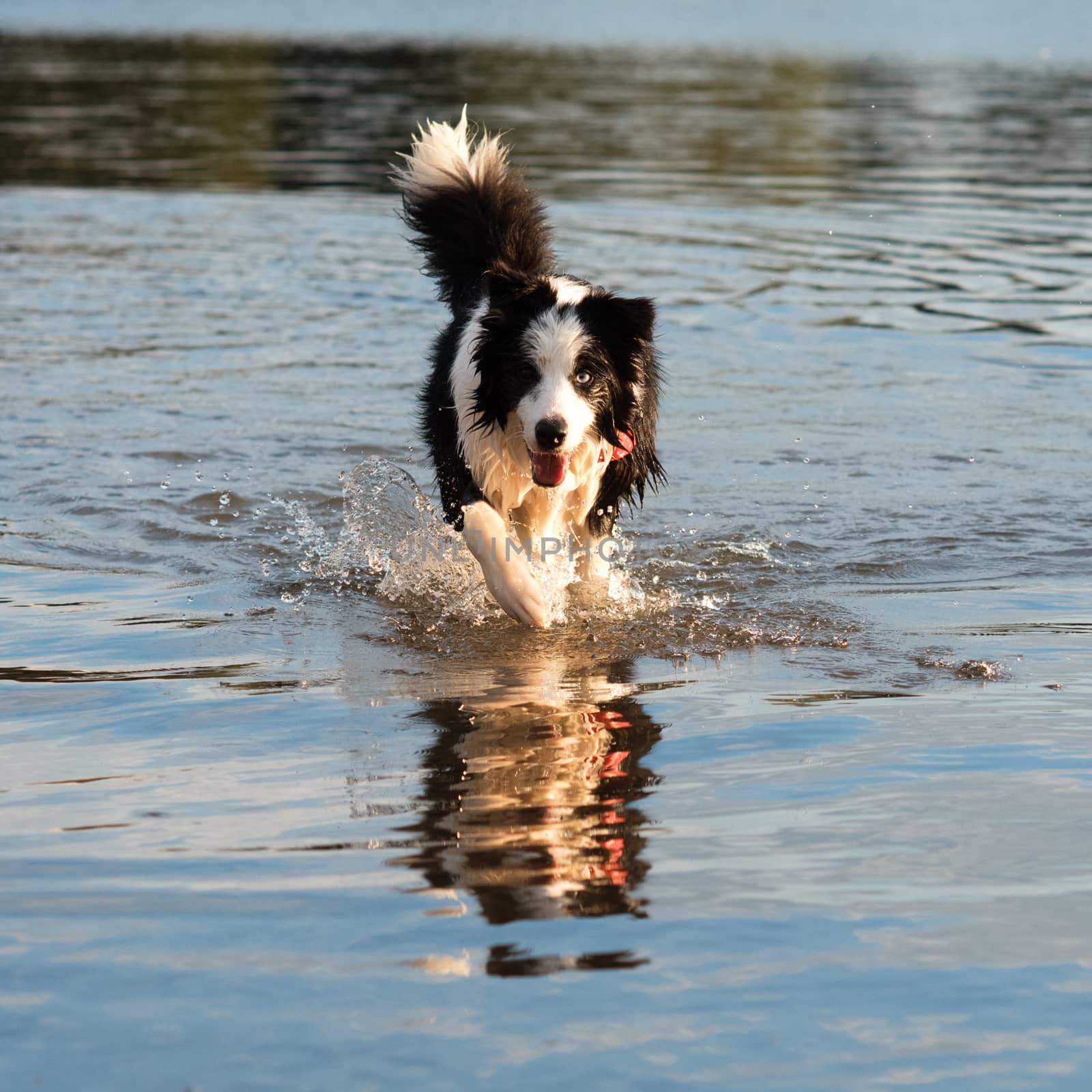 Black and white collie playing and swimming in the lake