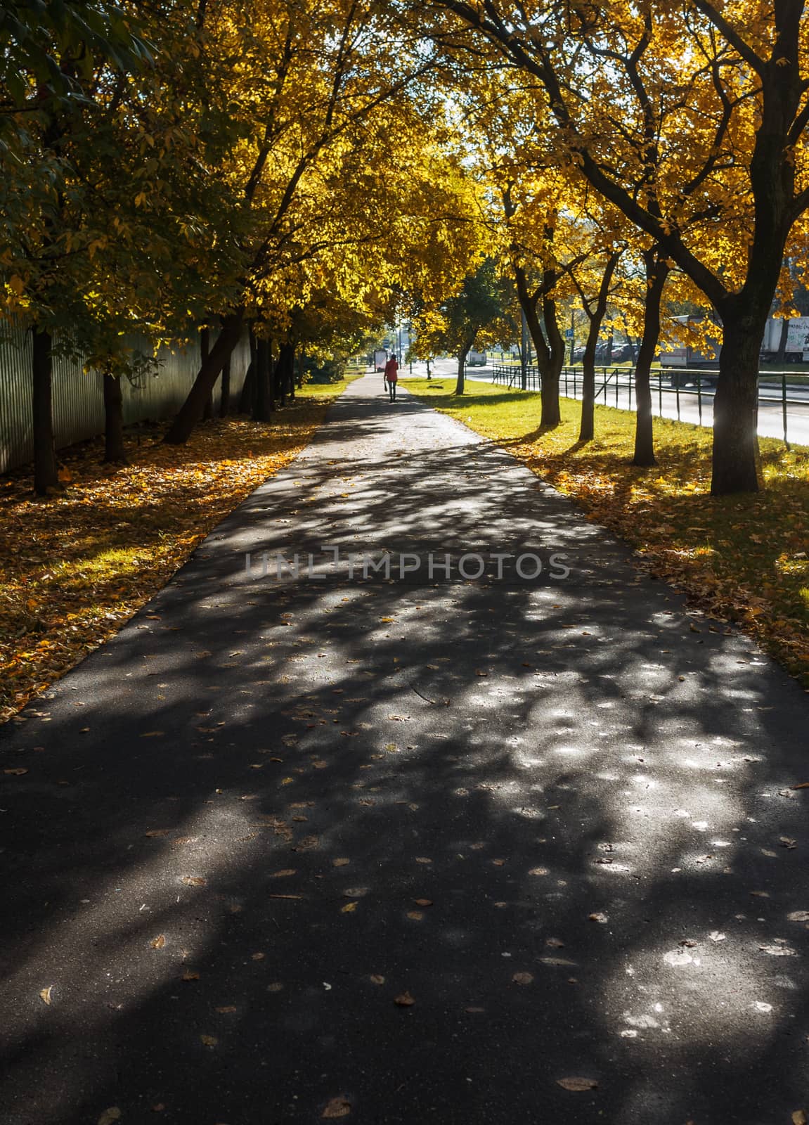 Yellow fallen leaves on the asphalt path among yellow trees