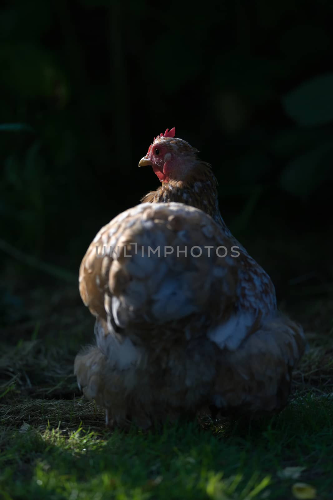 Atmospheric and cinematic effect. This portrait from behind an orange pet pekin bantam chicken is harshly side lit with a plain dark background.