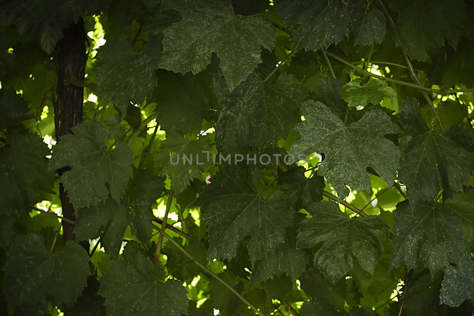 Green wall of grape leaves in autumn