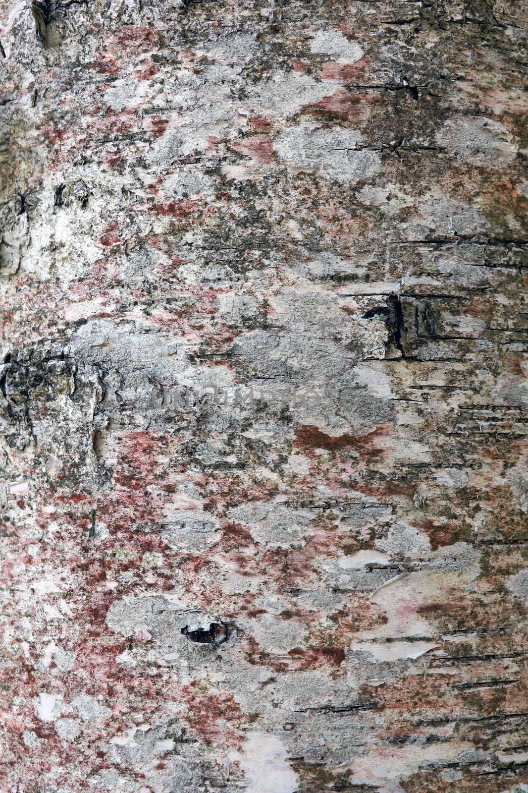 Close-up tree trunk, background, texture, blank for designers