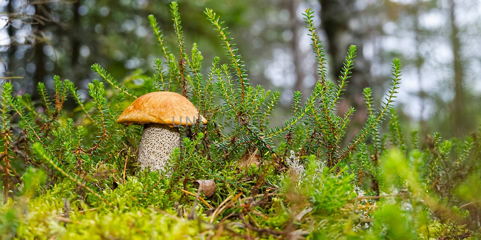 Edible orange-cap mushroom growing in green moss. Leccinum aurantiacum Harvesting mushrooms in forest. edible mushrooms in northern forests of europe. by PhotoTime